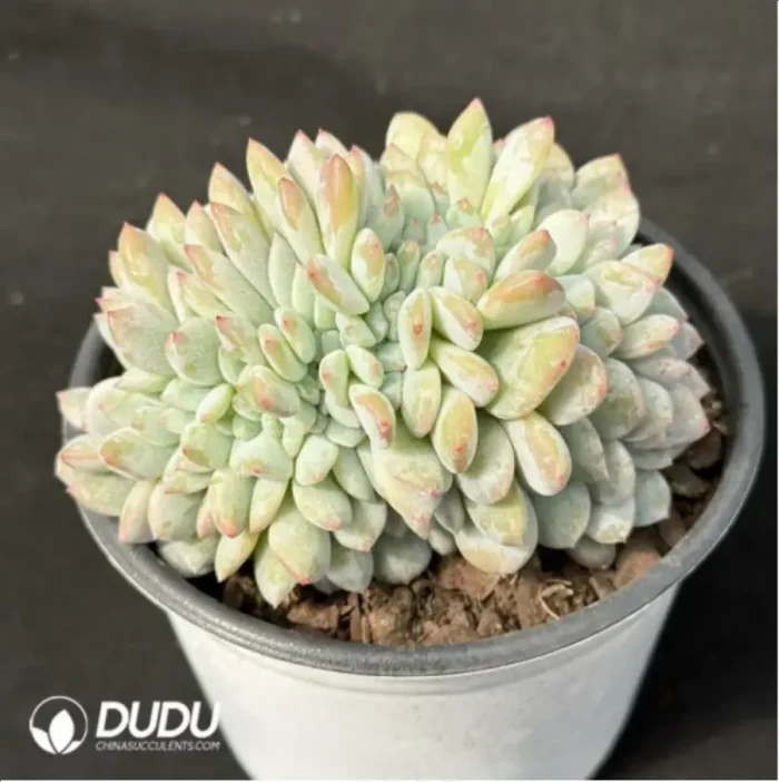 Echeveria Monroe Cristata - Image 2