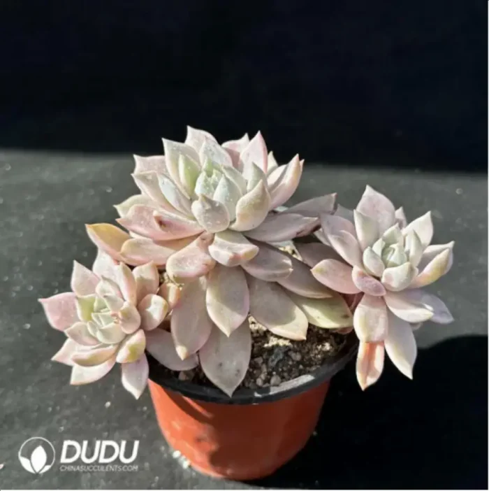 Echeveria Blood Moon Variegated Clustering - Image 2
