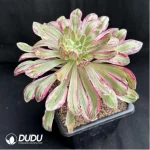 Aeonium V variegated - Image 2