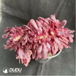 Aeonium Medusa Cristata - Image 2