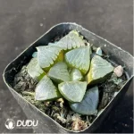 Haworthia Sun Moon Lake - Image 2