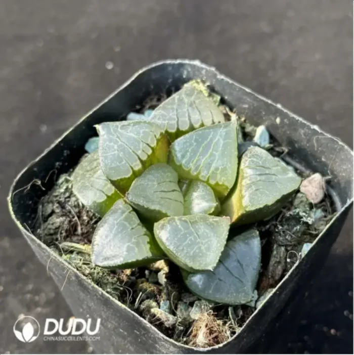 Haworthia Sun Moon Lake - Image 2