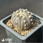 Cactus-purple asterias - Image 2