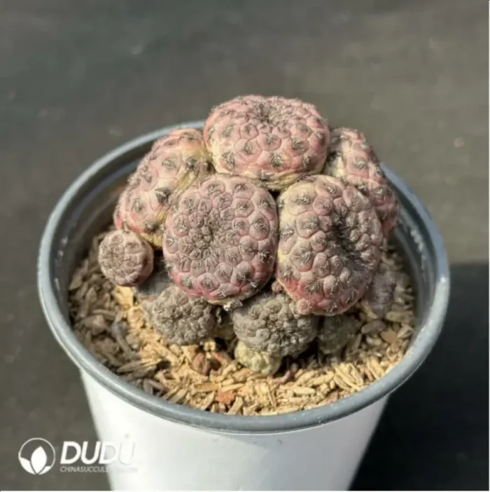 Cactus-Rebutia rauschii'Zecher Clustering - Image 2