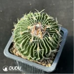 Cactus-Echinofosstulo lloydii Britt et rose - Image 2