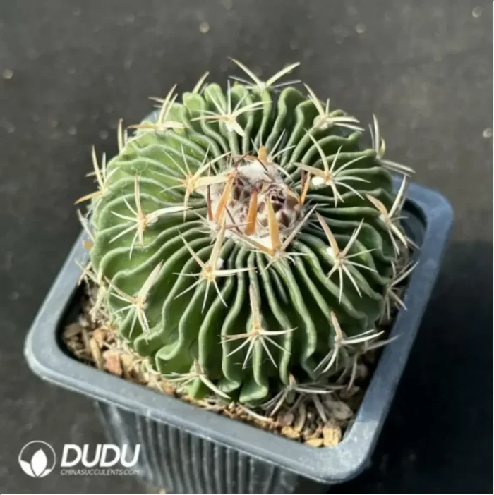 Cactus-Echinofosstulo lloydii Britt et rose - Image 2