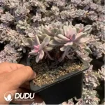 Echeveria'Mrs Richards'/Echeveria 'Gypsy' White Variegated Clustering - Image 2