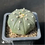 Cactus-Astrophytum asterias - Image 2