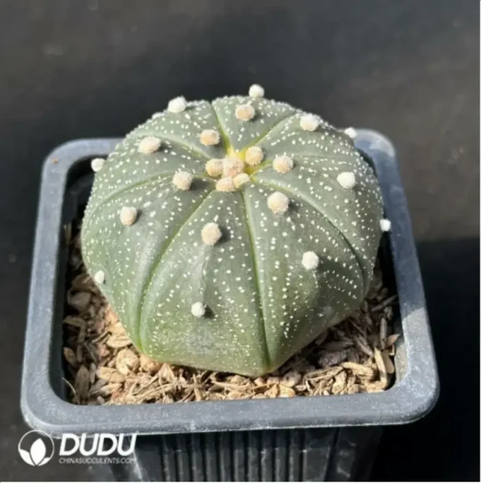 Cactus-Astrophytum asterias - Image 2