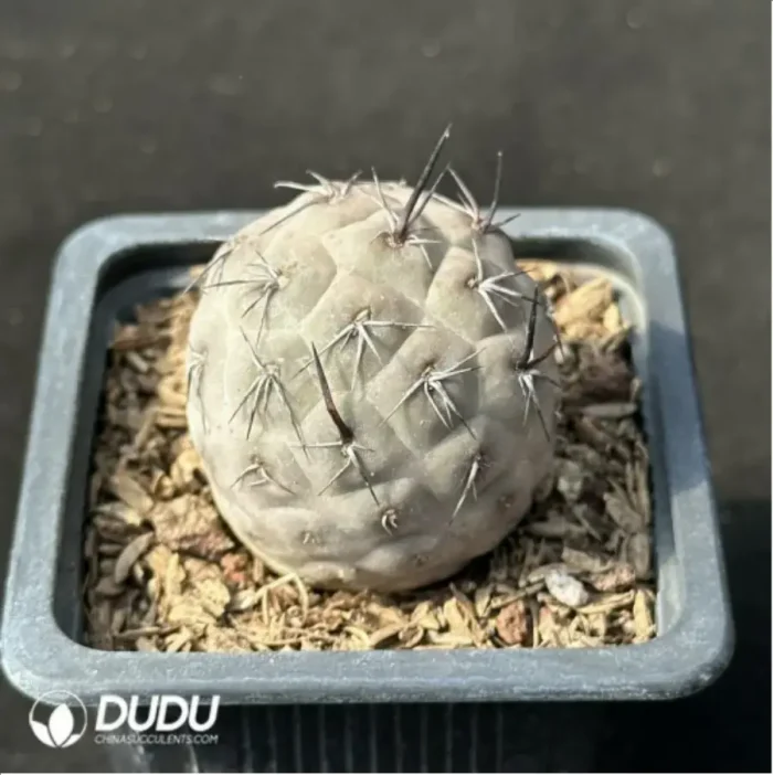 Cactus-Tephro geometricus - Image 2