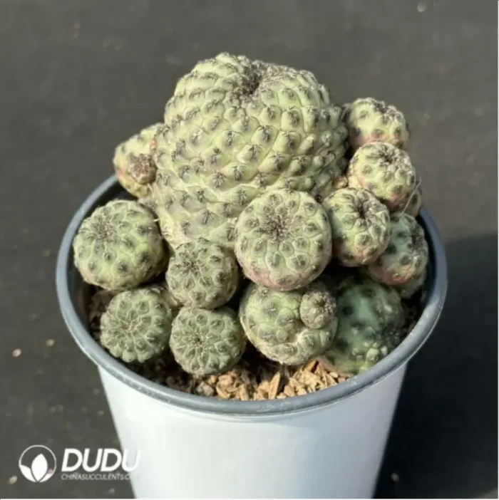 Cactus-Sulcorebutia rauschii f.aurespina Clustering - Image 2