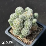 Cactus-Mammillaria herrerae Clustering - Image 2