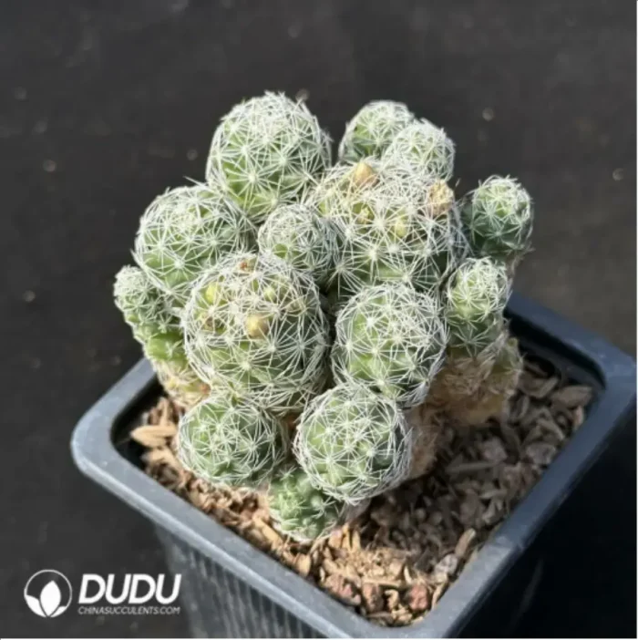 Cactus-Mammillaria herrerae Clustering - Image 2