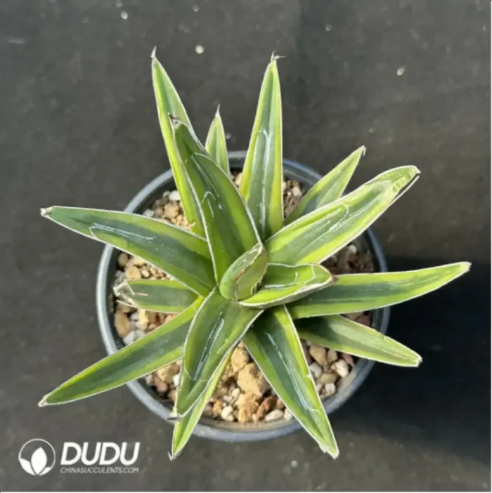 Agave-victoriae-reginae variegated - Image 2