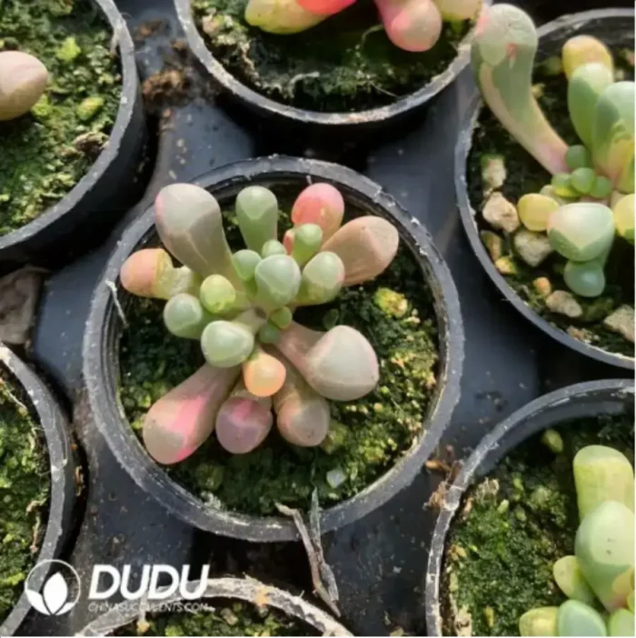 Fenestraria Rhopalophylla Variegated - Image 2