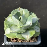 Agave potatorum var. verschaffelti variegate white - Image 2