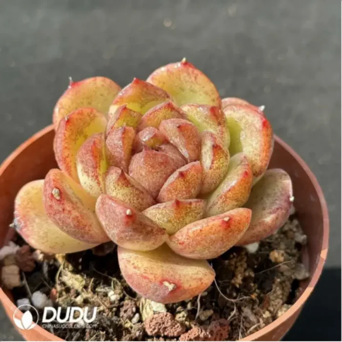 Echeveria 'Black Crystal' - Image 2