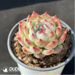 Echeveria Honey peach - Image 2