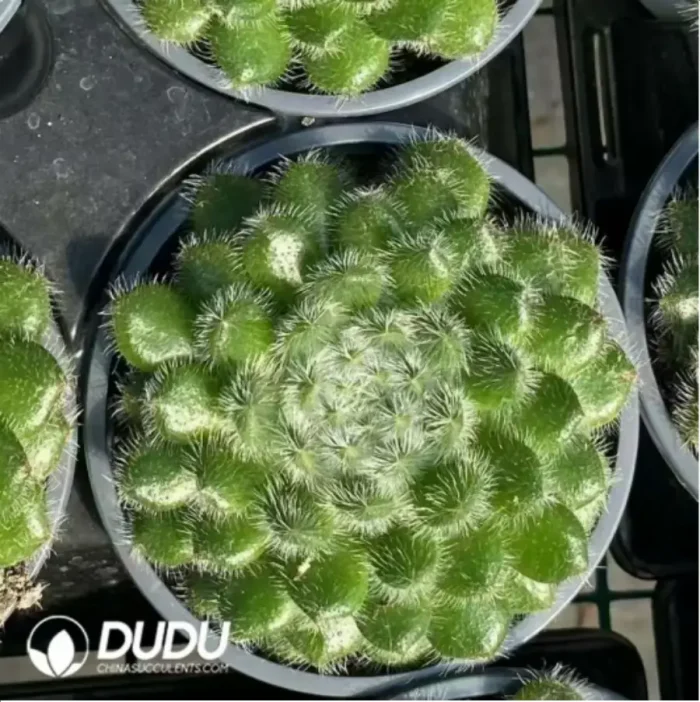 Echeveria Golden Fruit - Image 2