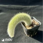CleistoCactus-winteri.Monkey Tail Cactus - Image 2