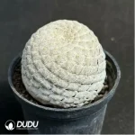 Euphorbia-piscidermis(Grafted) - Image 2