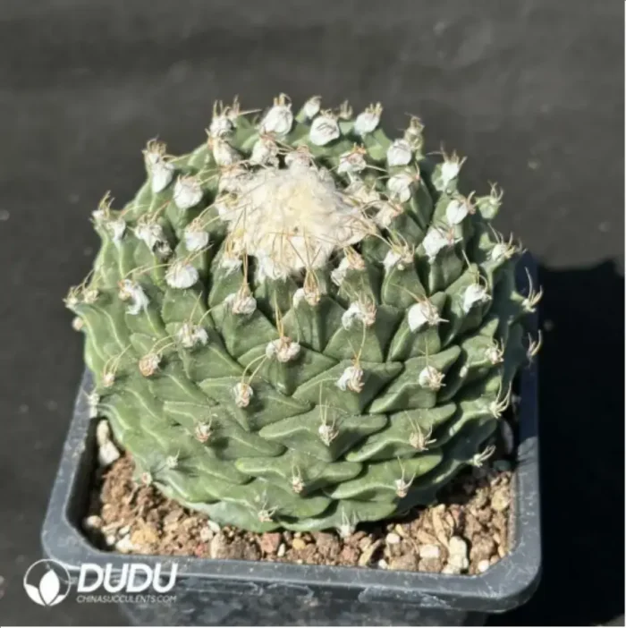 Cactus-Cactaceae Obregonia denegrii - Image 2