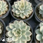 Echeveria Moon Fairy Variegated - Image 2