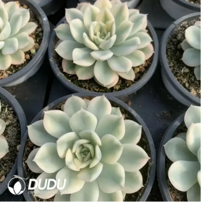 Echeveria Moon Fairy Variegated - Image 2