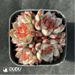 Echeveria Fireworks Sunflower Clustering - Image 2