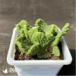 Euphorbia-inermis Cristata - Image 2