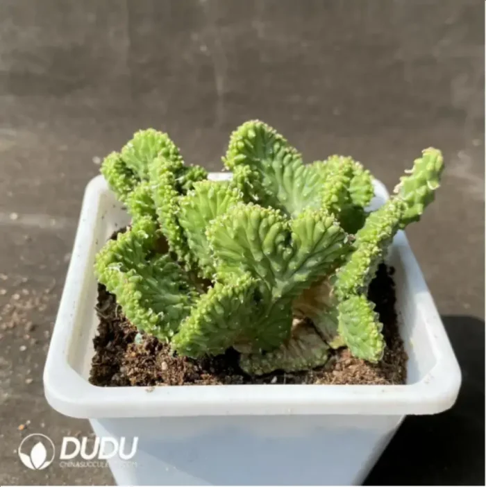 Euphorbia-inermis Cristata - Image 2