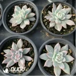 Echeveria Blue bird variegated - Image 2