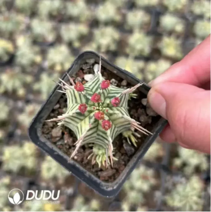 Euphorbia meloformis f. variegated - Image 2