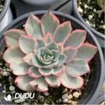 Echeveria Amistar variegated - Image 2