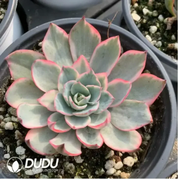 Echeveria Amistar variegated - Image 2