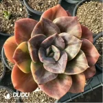 Echeveria Brumenka  variegated - Image 2