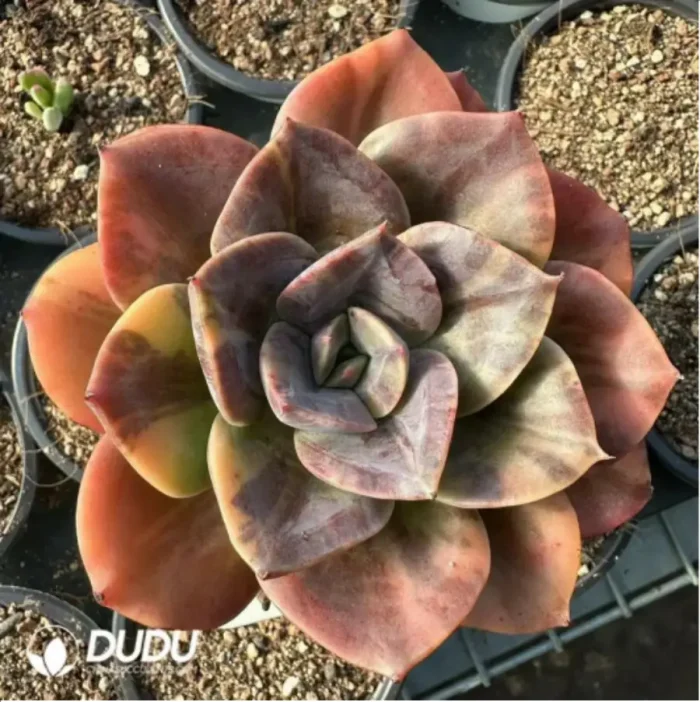 Echeveria Brumenka  variegated - Image 2