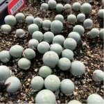 Conophytum-calculus - Image 2