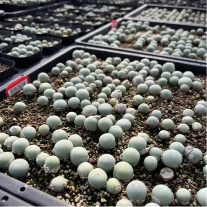 Conophytum-calculus - Image 2