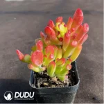 Aeonium Dancing Tianji Variegated Cluster - Image 2