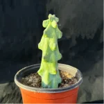 Cactus-Boobie - Image 2