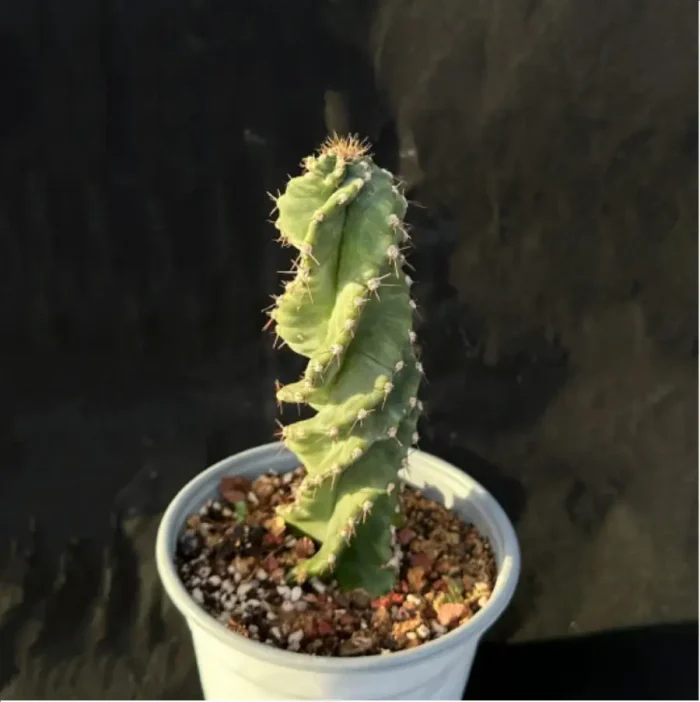 Cactus-Cereus forbesii Spiralis cactus - Image 2