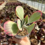 Kalanchoe thyrsifolia Variegated - Image 2