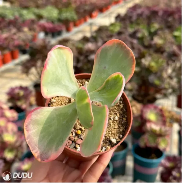 Kalanchoe thyrsifolia Variegated - Image 2