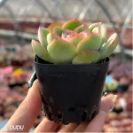 Echeveria Paramera - Image 2