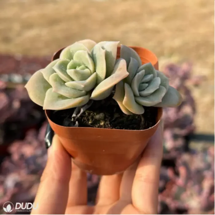 Echeveria 'Lovely Rose' Double Head - Image 2