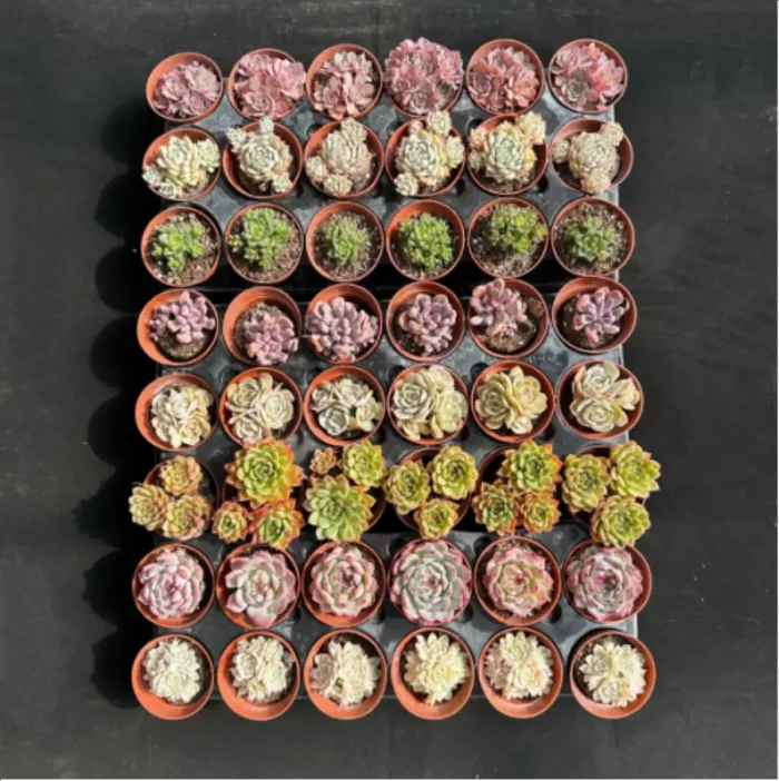 DUDU 48PCS Random Collocation-5 - Image 2