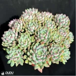 Sedum Blue Elf Clustering - Image 2