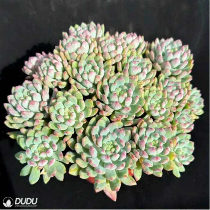 Sedum Blue Elf Clustering - Image 2