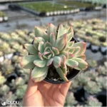 Echeveria Luella variegated Double - Image 2